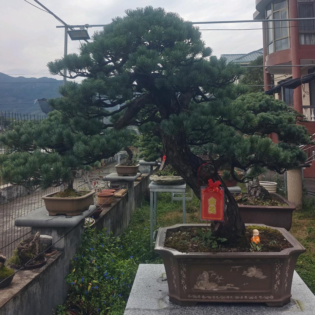 毅汕阁园林