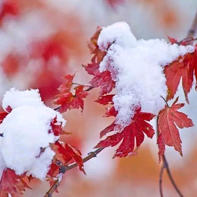 霜雪晚于枫叶红