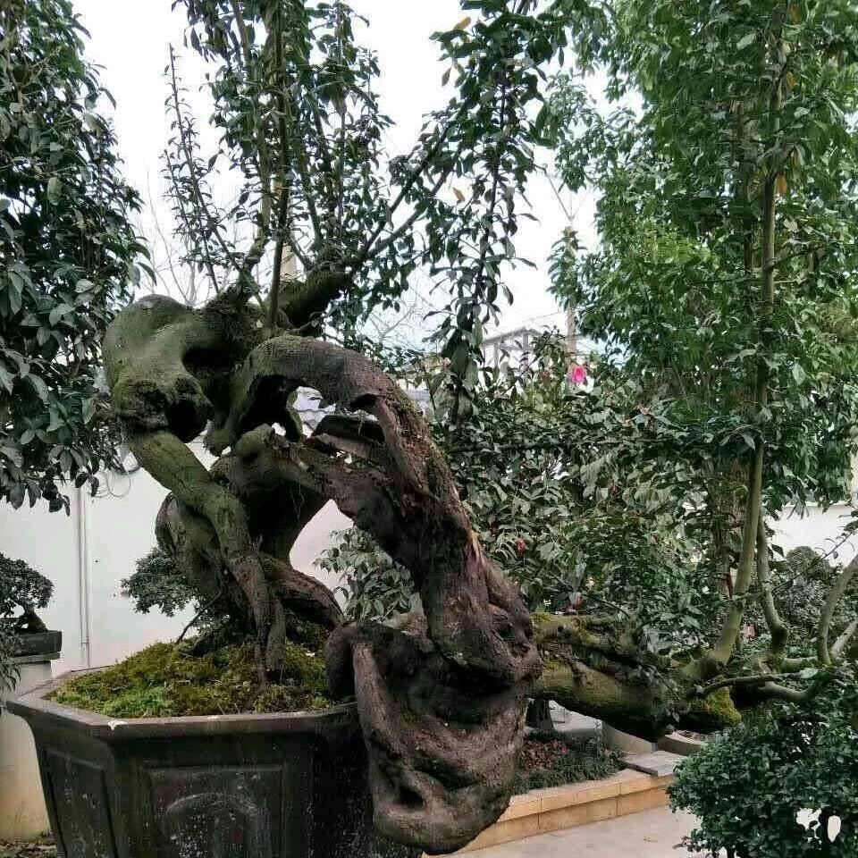 金弹子怪桩素材