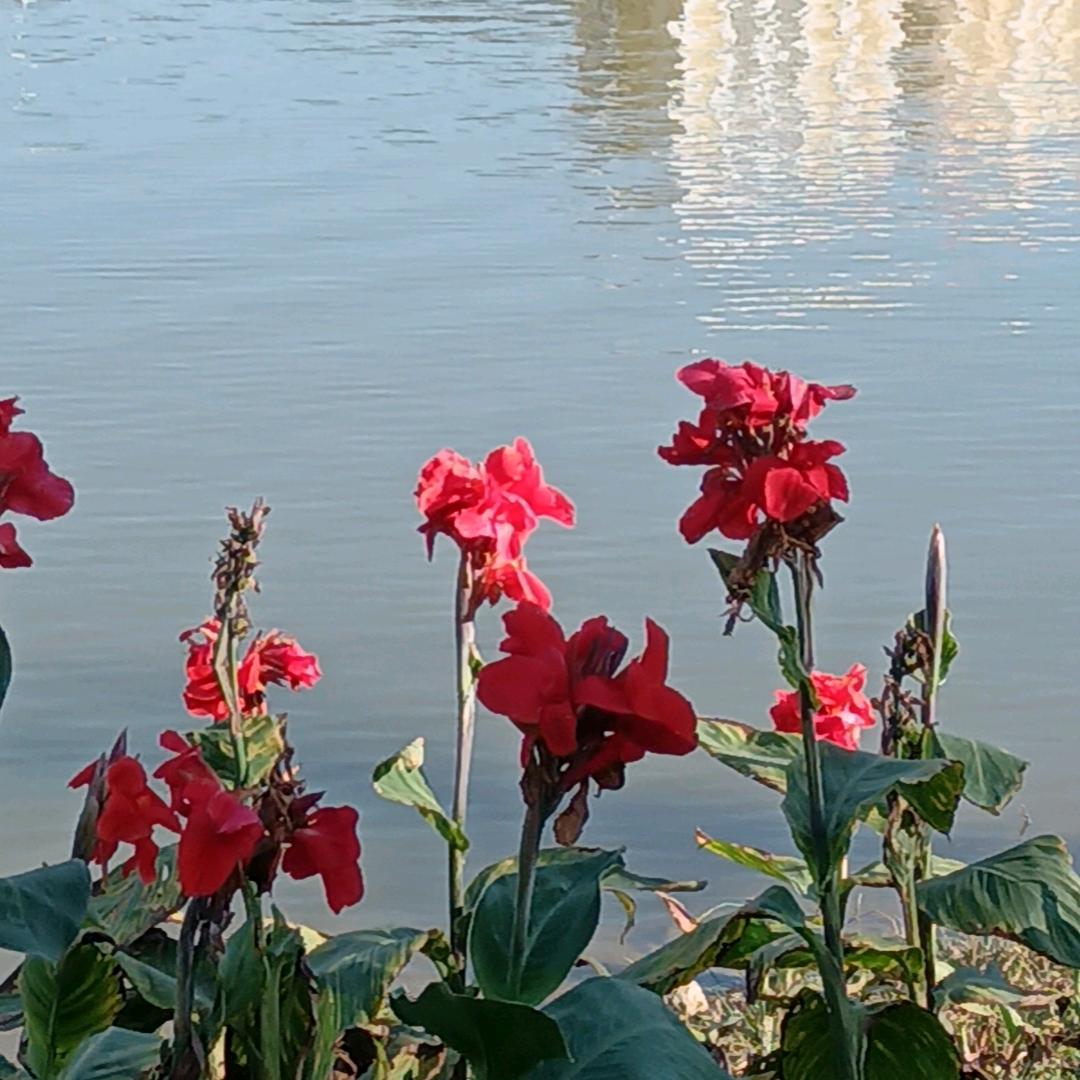 🌺感恩的心🌺