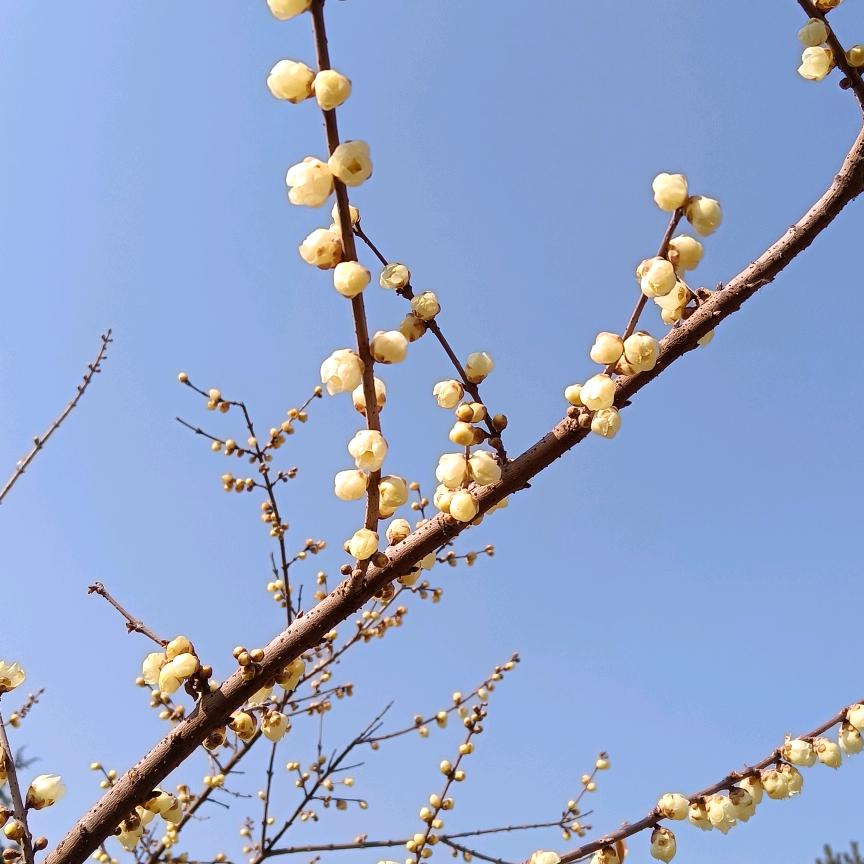 陈利民