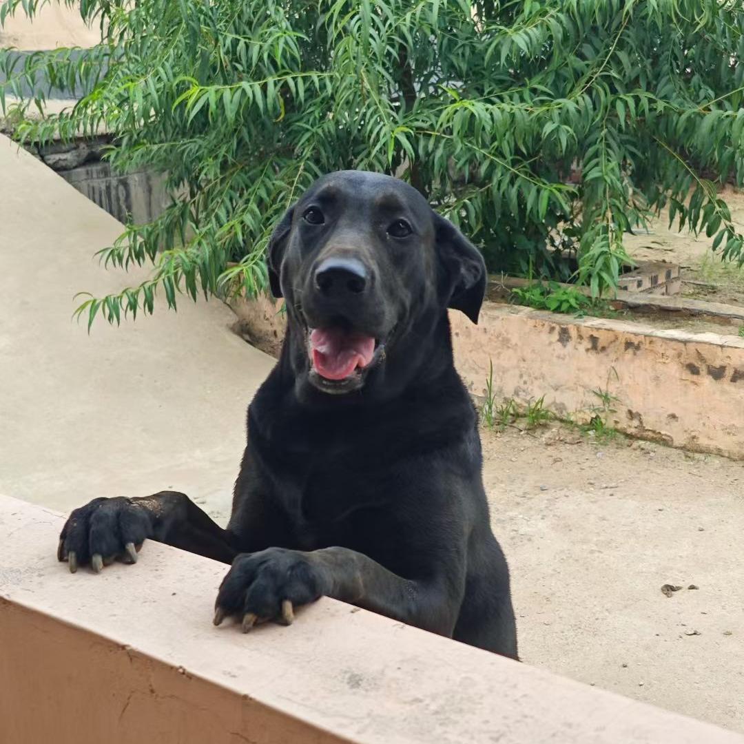 我有一条大黑狗（草莓版）