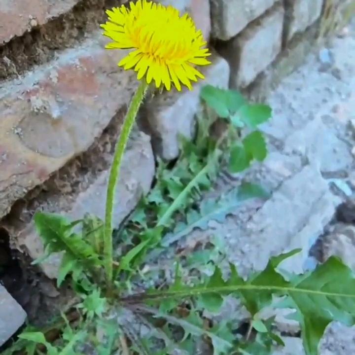🌹花🌹
