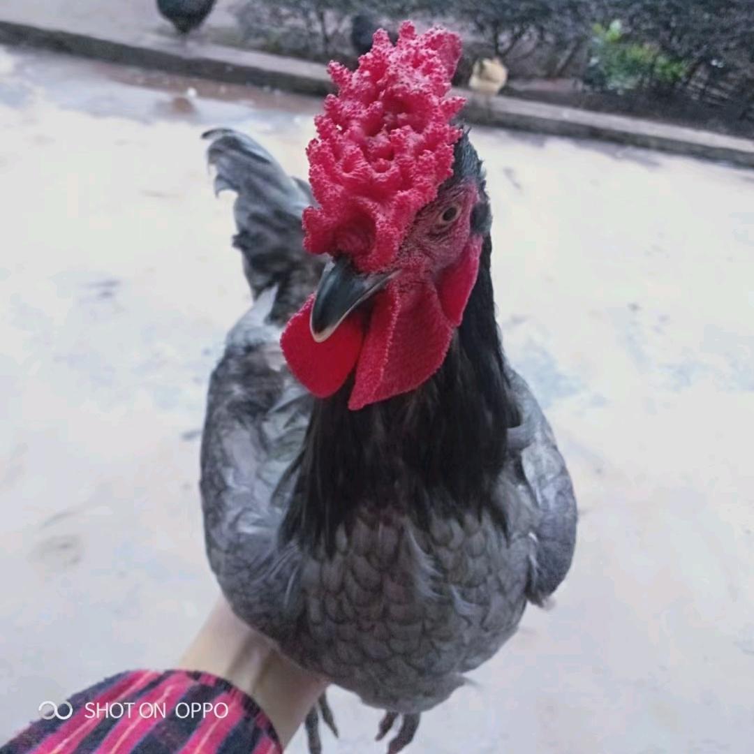 @黑白格