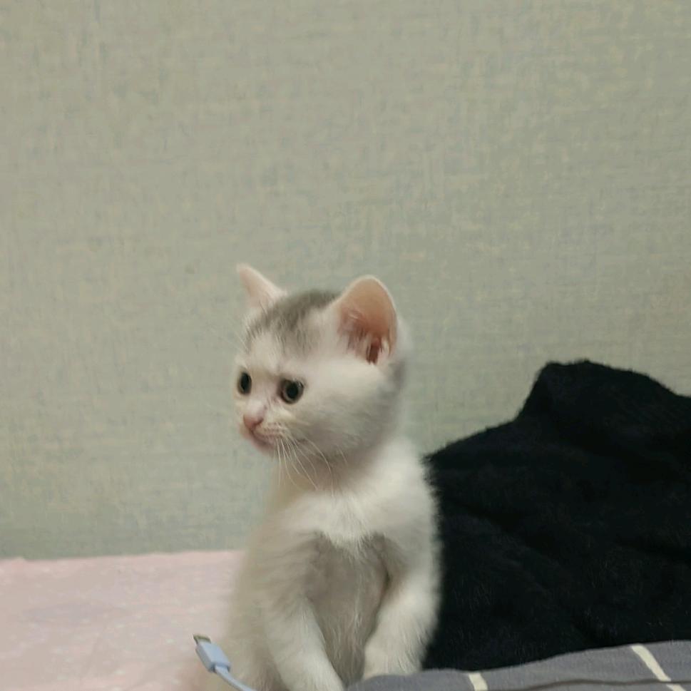 汤圆露馅了