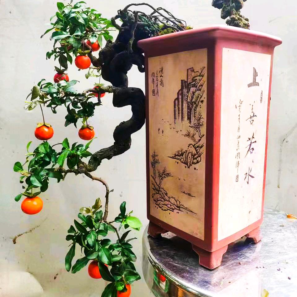 金弹子酒9花卉经营部