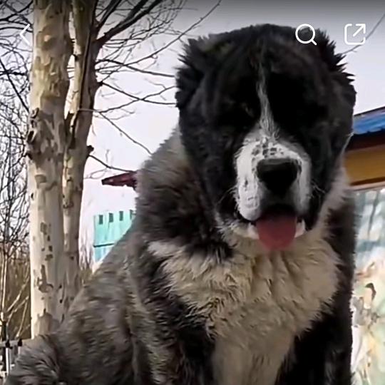 AA诚信中亚牧羊犬养殖场