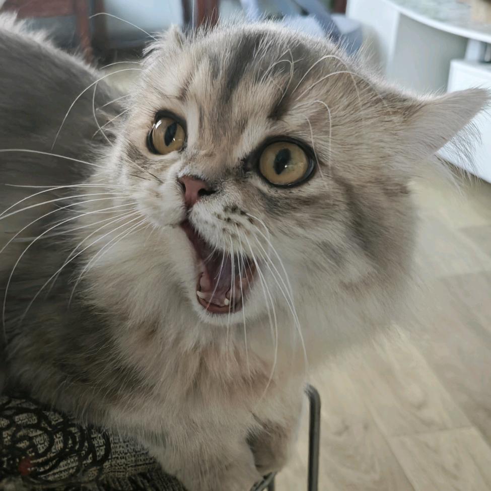 小叮做事小叮当
