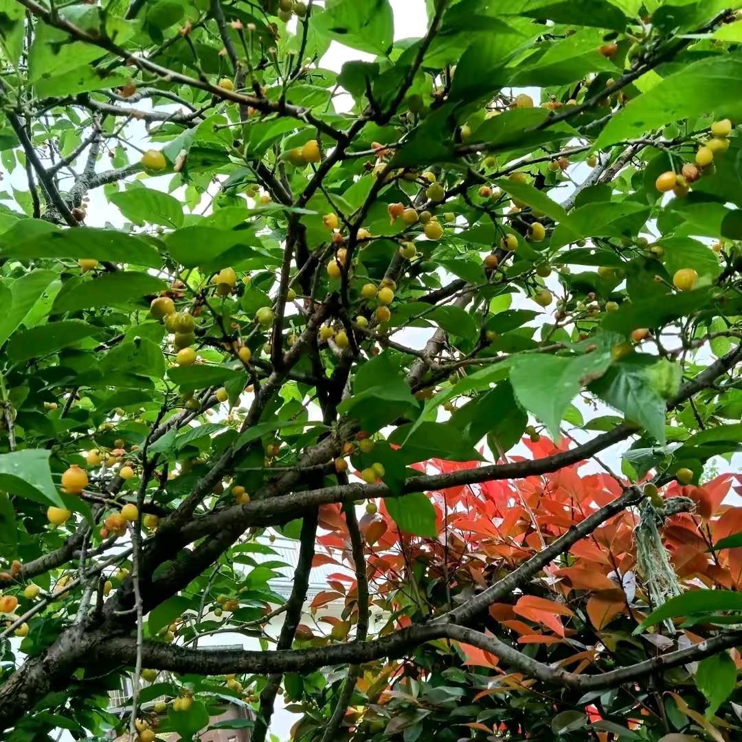 太阳