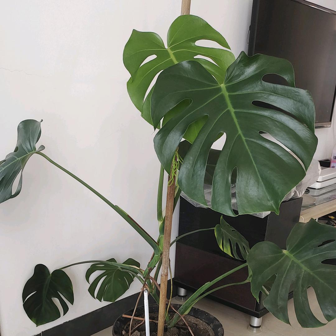 后续