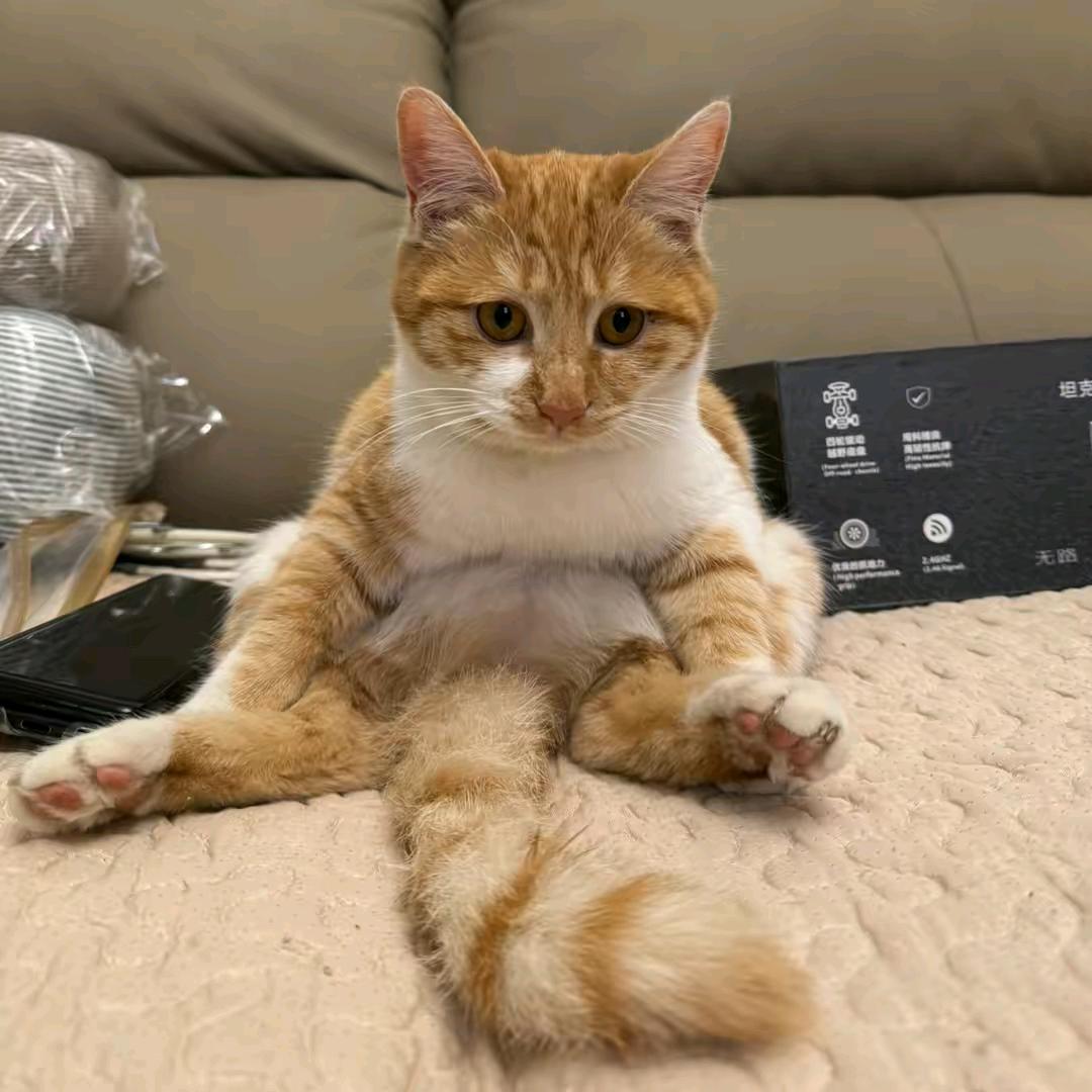 暴力龙虾（减肥版）