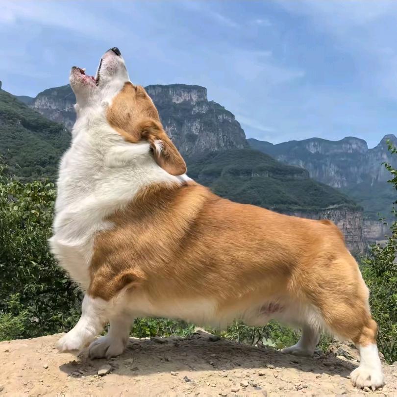 爱吃牛肉加炸蛋的憨帅