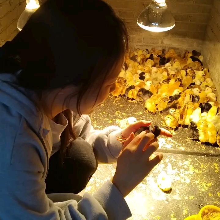 七七聊养鸡