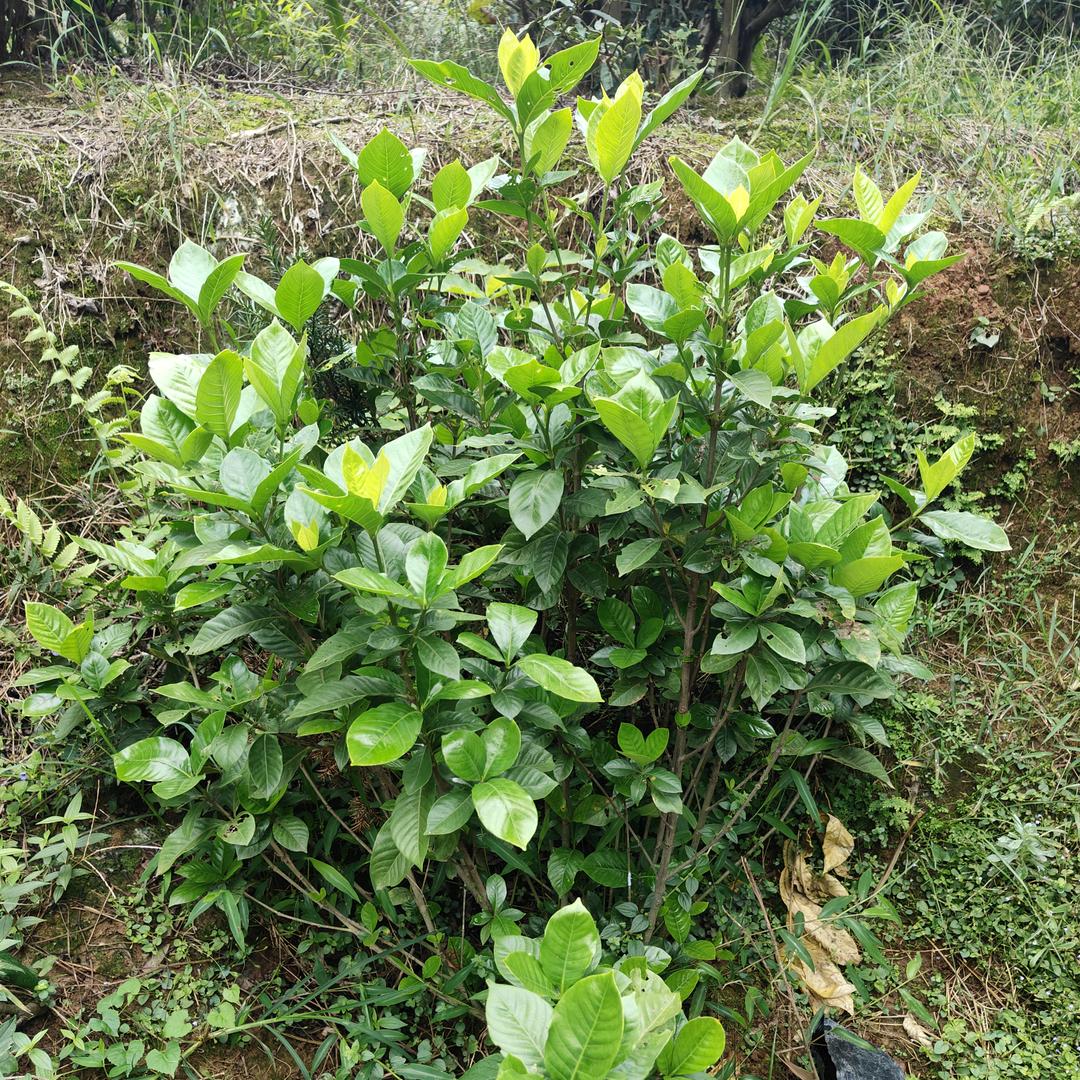 雅安市荥经县川黄柏苗基地