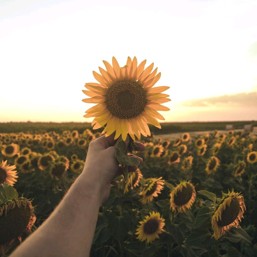 向日葵🌻