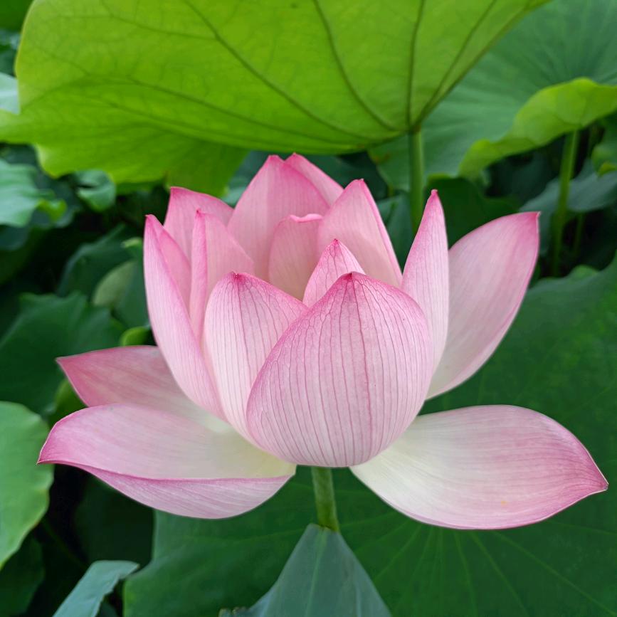 阿燕妮