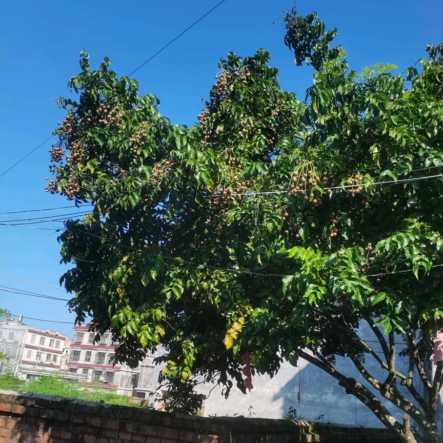阿强