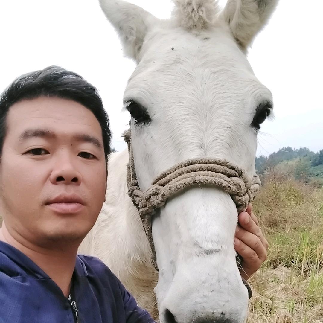 毛毛虫