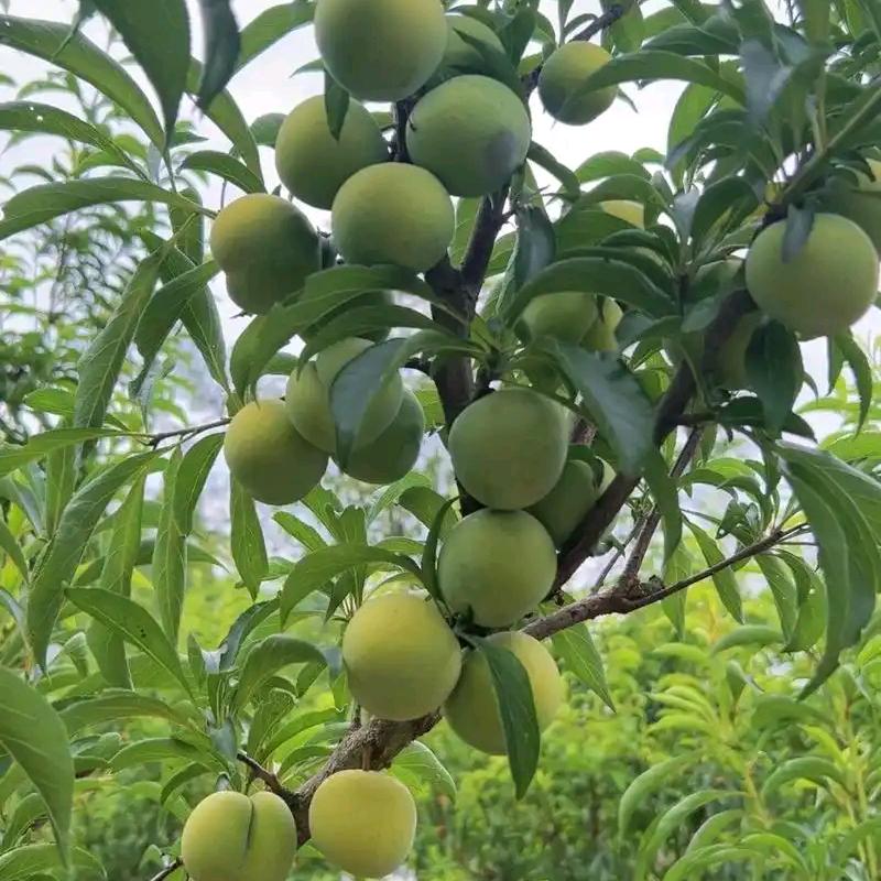 美好未来🍎🍎