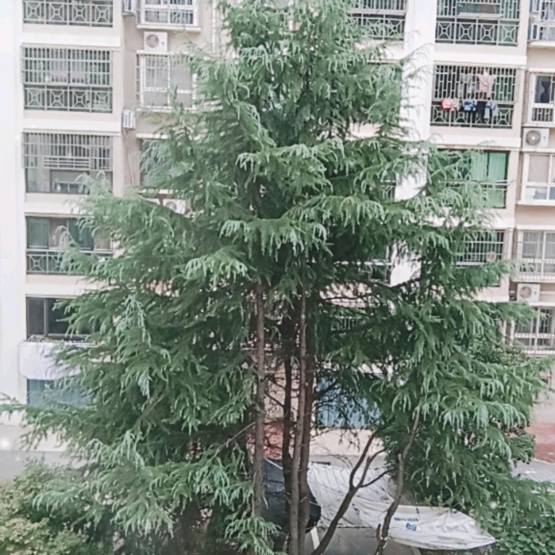 江南头像