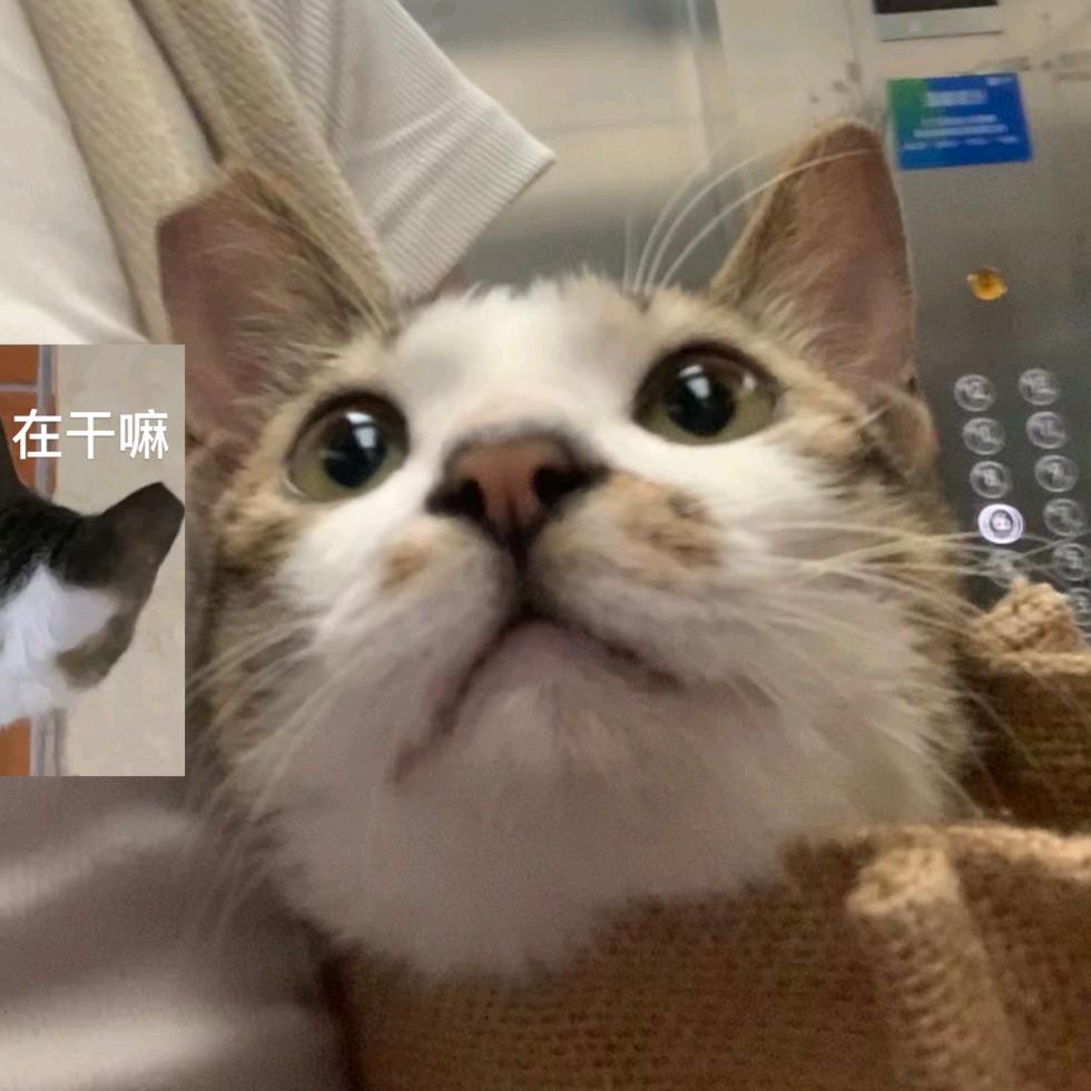 嘿嘿酱