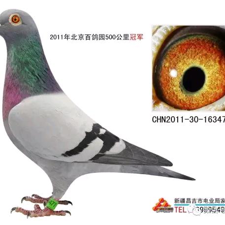 老鹰鸽舍周闻胜