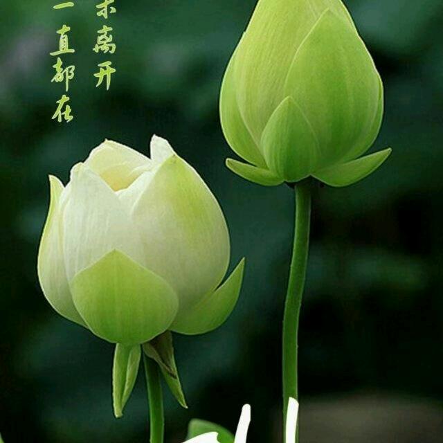 张姐