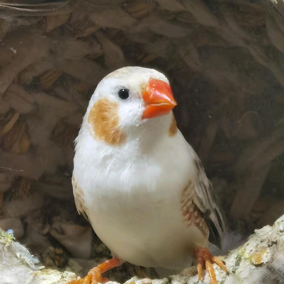 鸟雀思羽宠物鸟