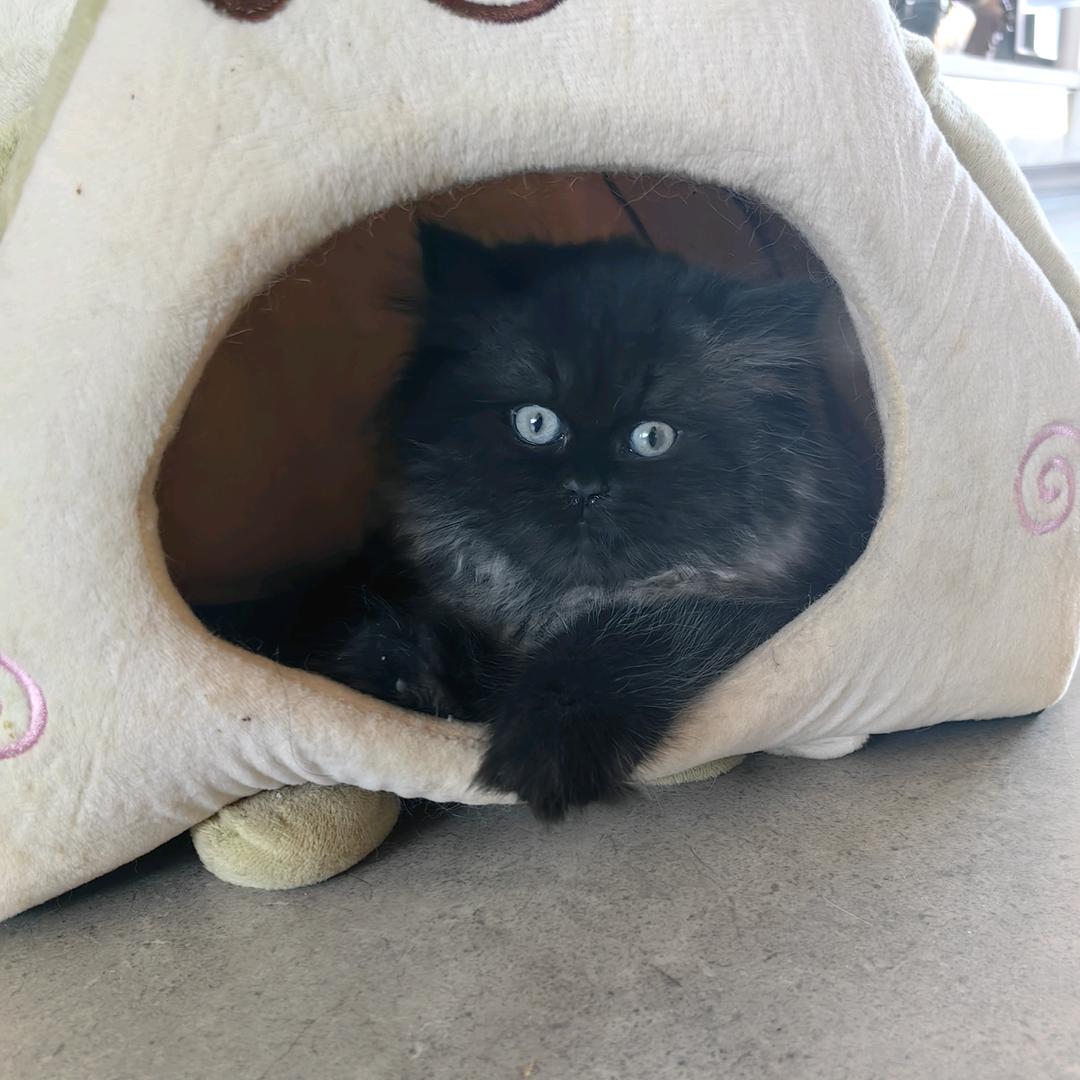 花园里的猫