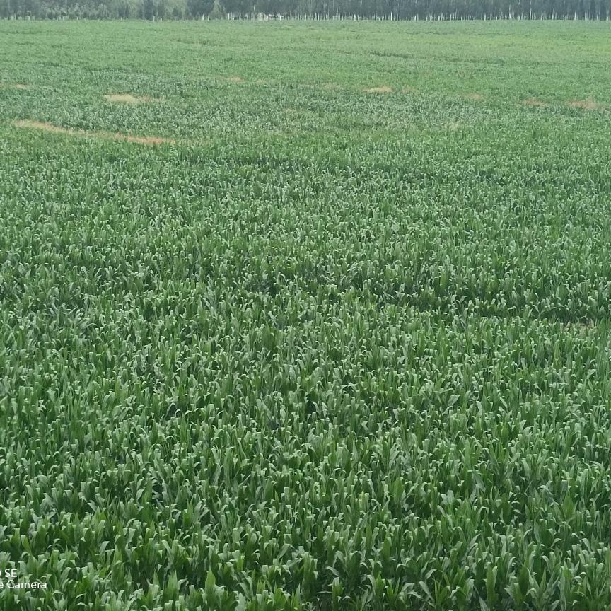 ℳঞ粉红色的回忆 💕 ❧⁵²⁰