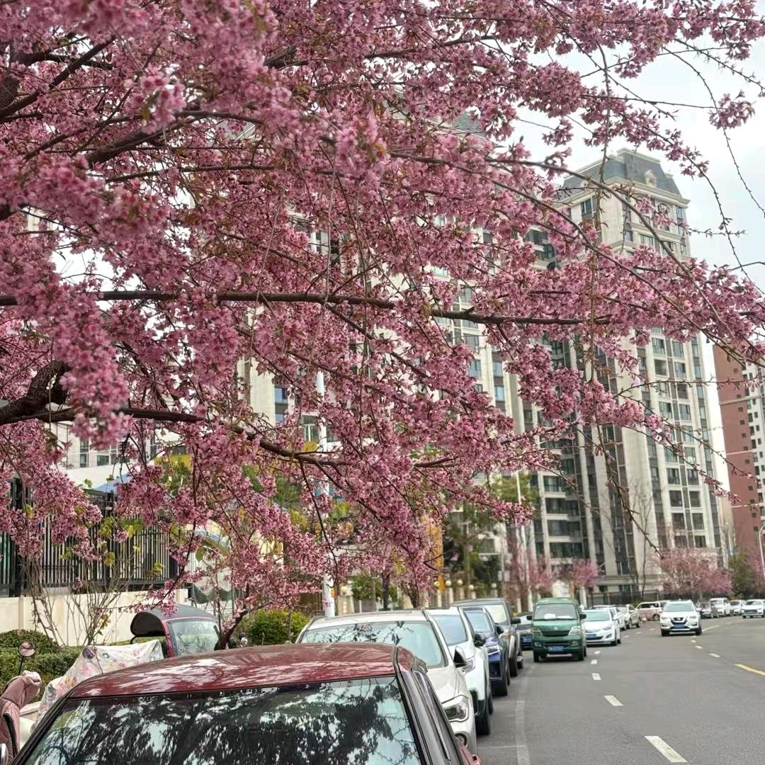 盛邦假发紫荆店小花