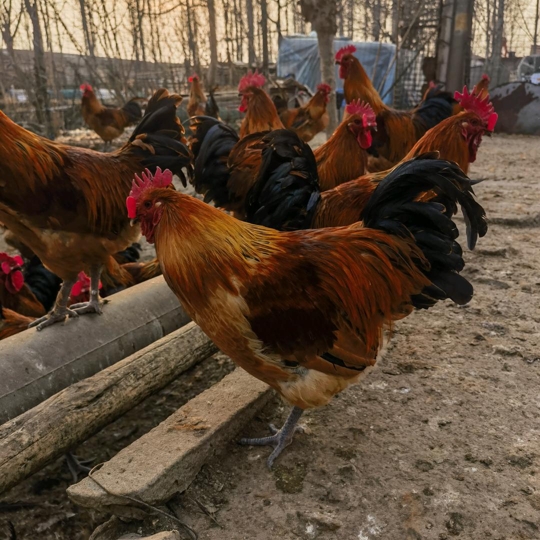🌈林间散养大公鸡🐓