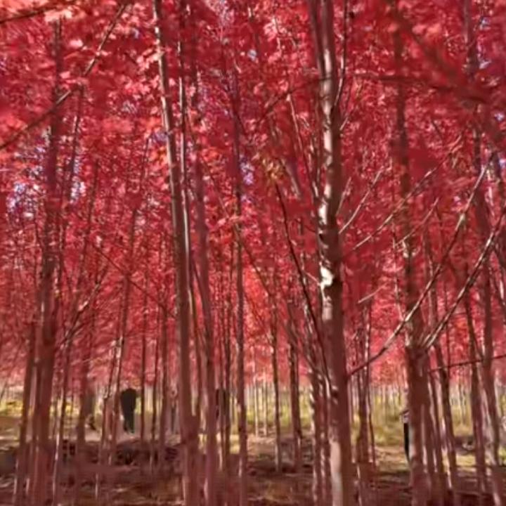 马卡鲁🇨🇳