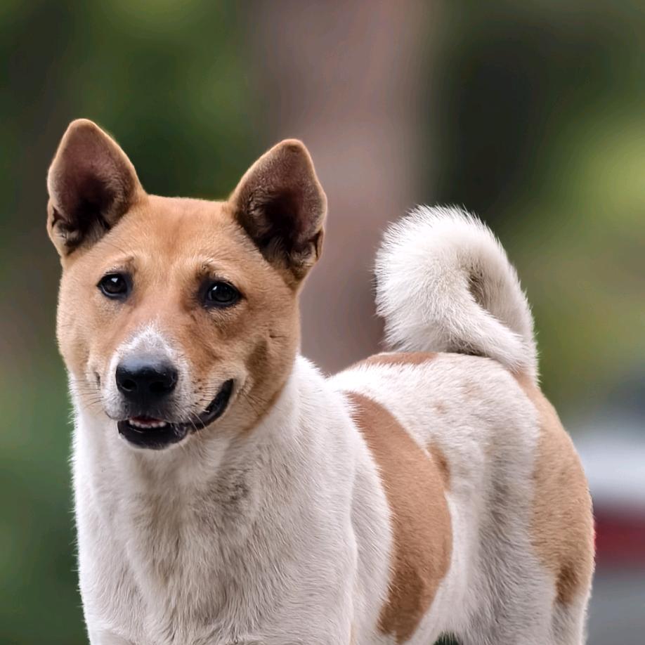 小钢炮的田园犬