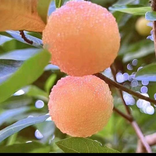 易佳好物