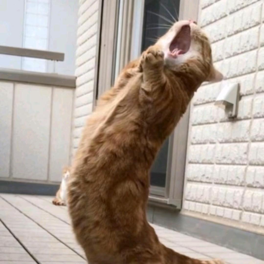 ღღ流浪猫丶_丶