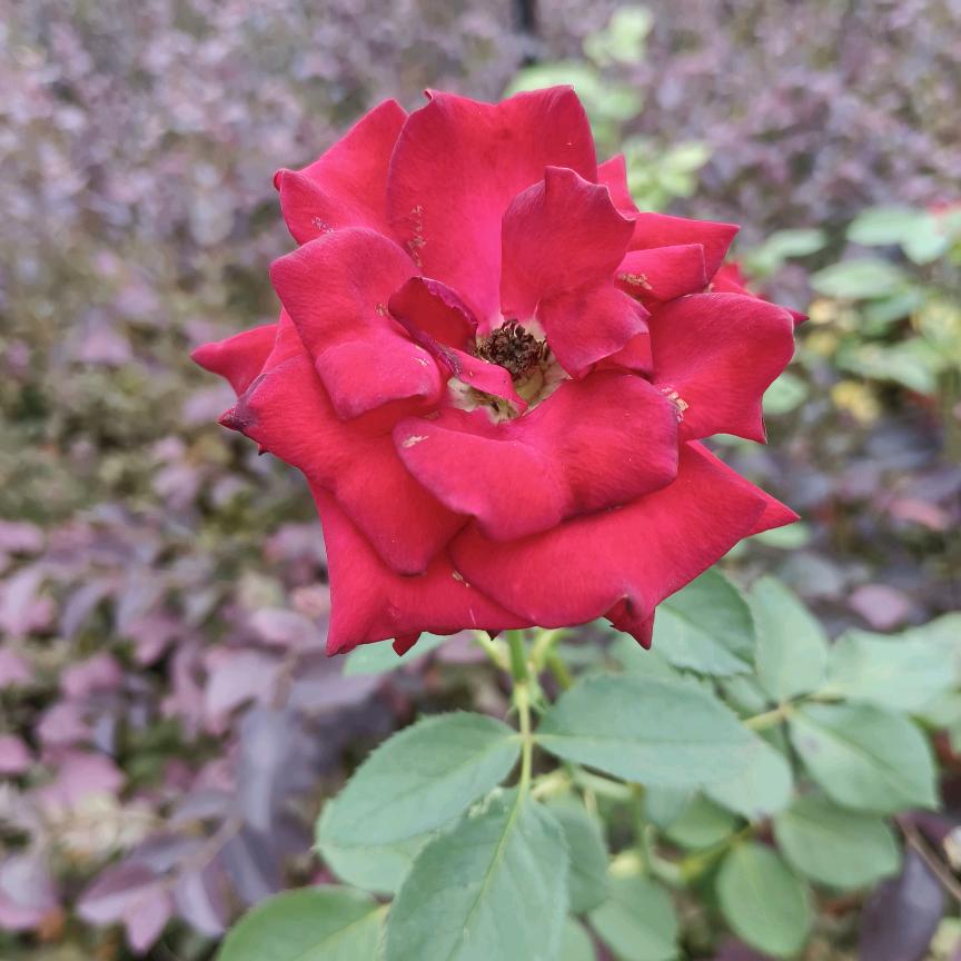 眼涙寵兒