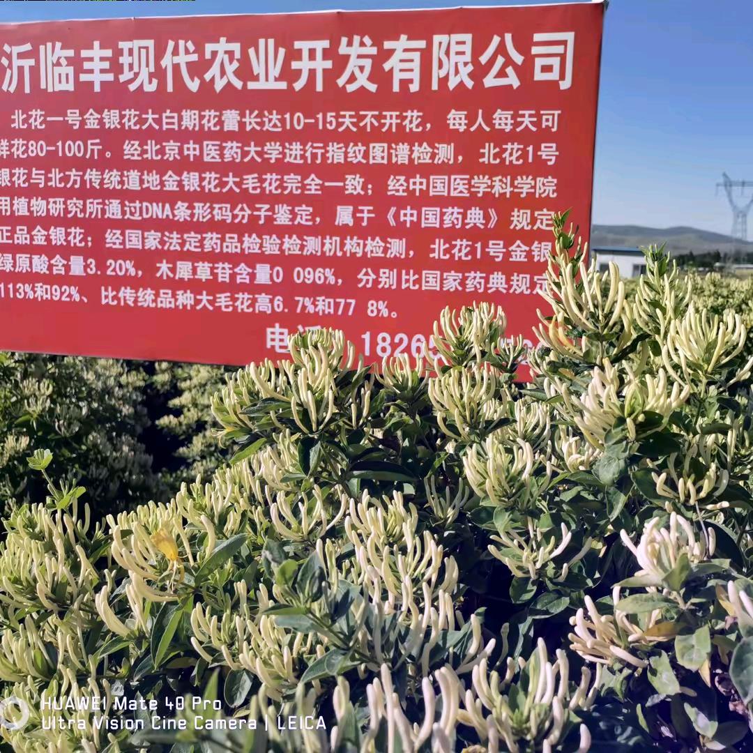 金银花【北花一号】