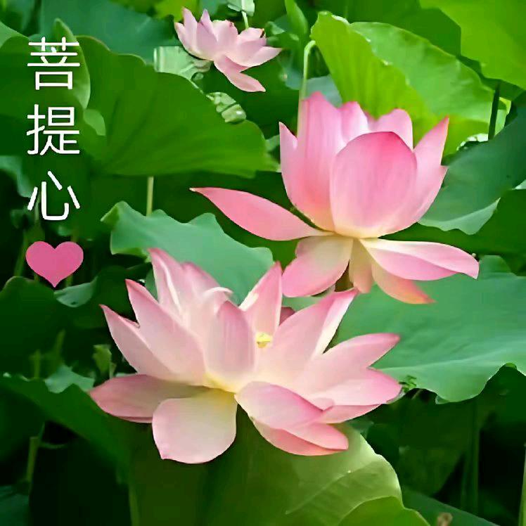 莲花禅渡