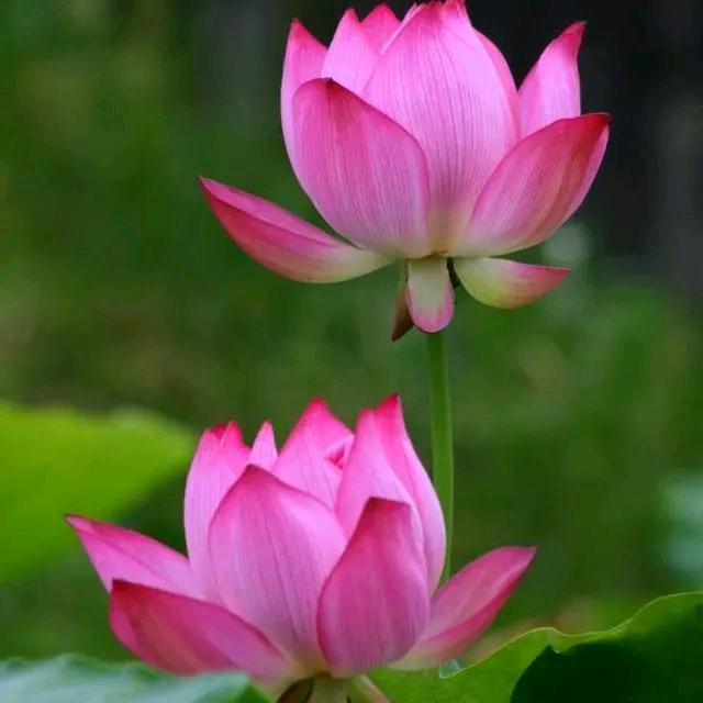 杞杞