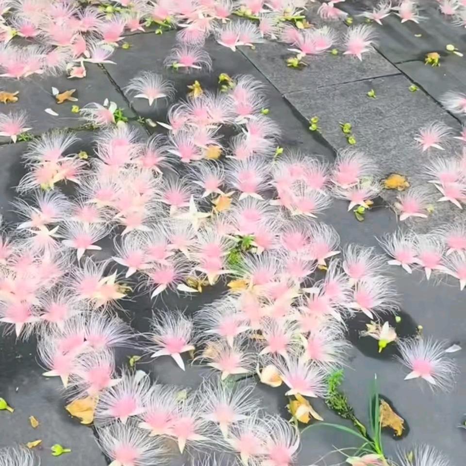 迷世界爱哎