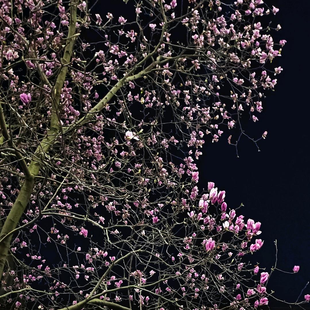 烁星＊