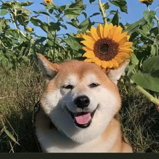 狗剩