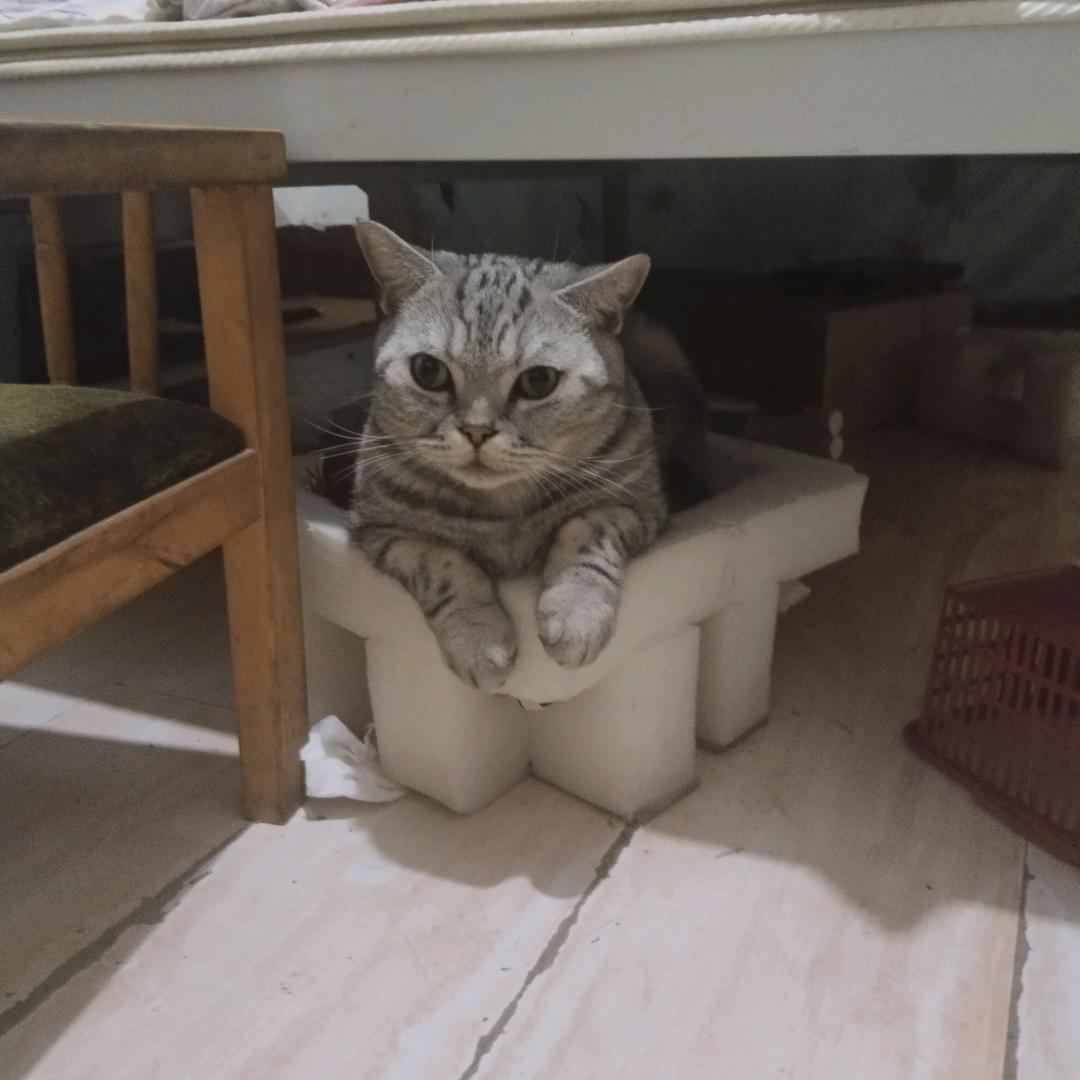树懒散步