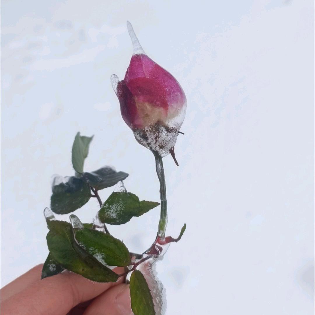 兜里有糖@