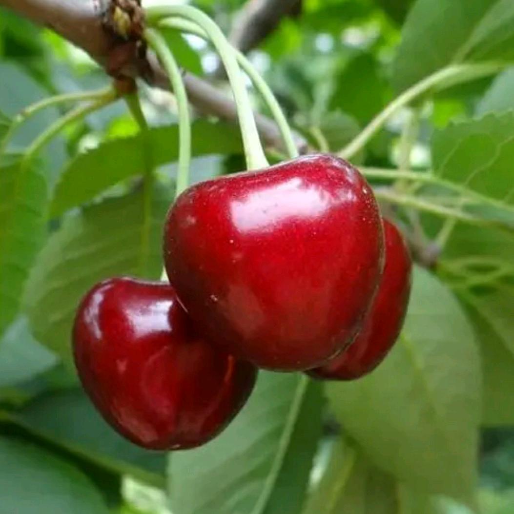 Cherry