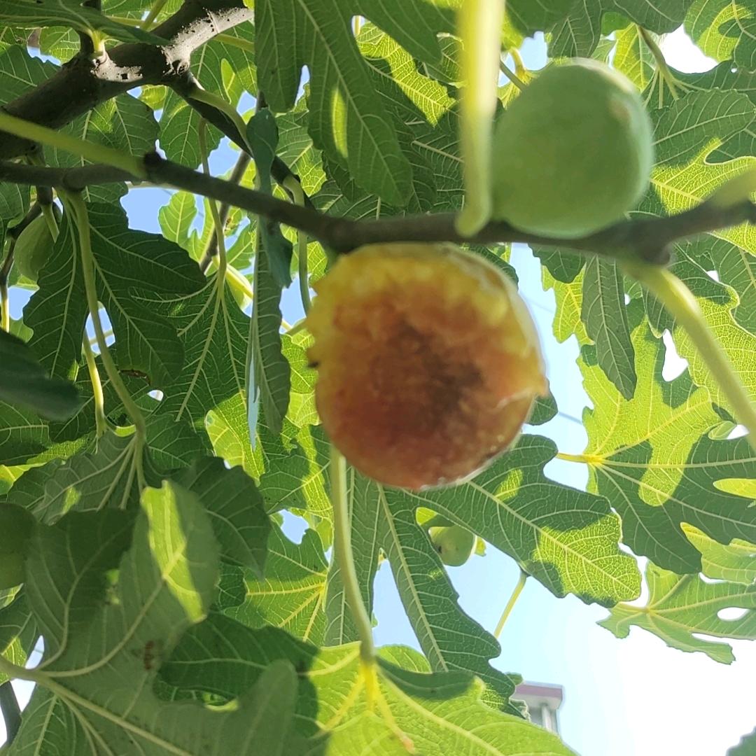 果树苗繁殖基地