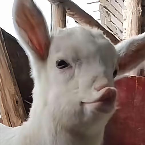 小羊纪录片解说