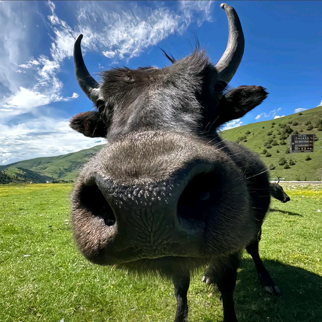朱吃梁（金铲铲）