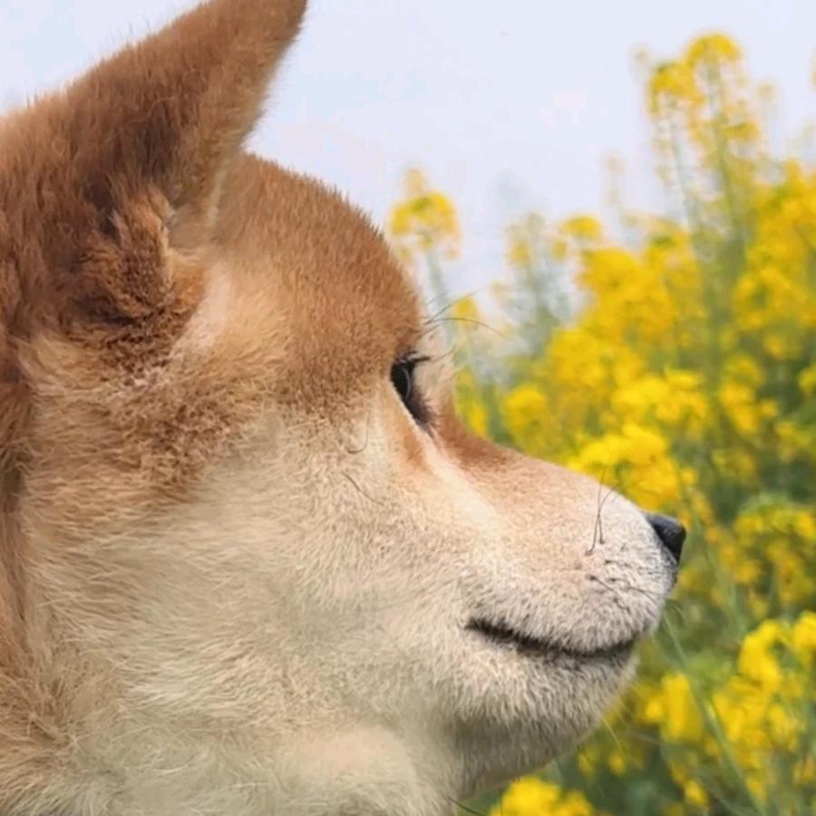 大头大头：下雨不愁